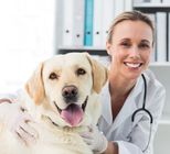 וטרינריה - תמונת אווירה